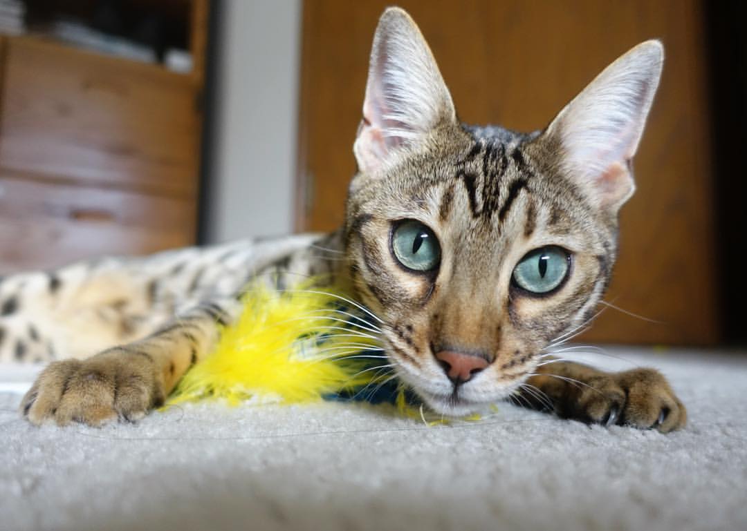 丹麦队完胜印尼队背后,戴资颖的制胜分如何折射团体赛的非个人哲学