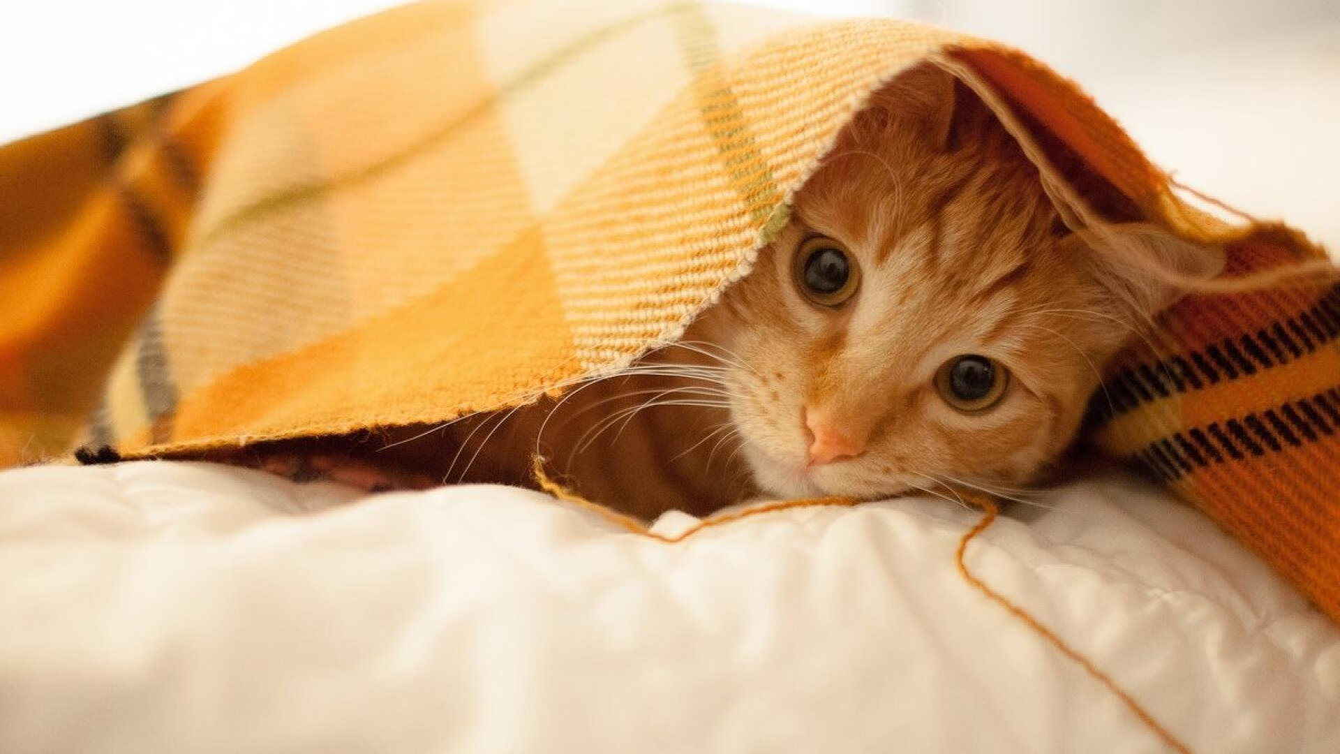 暗夜无声听惊雷,库尔图瓦与那堵令时间窒息的人墙