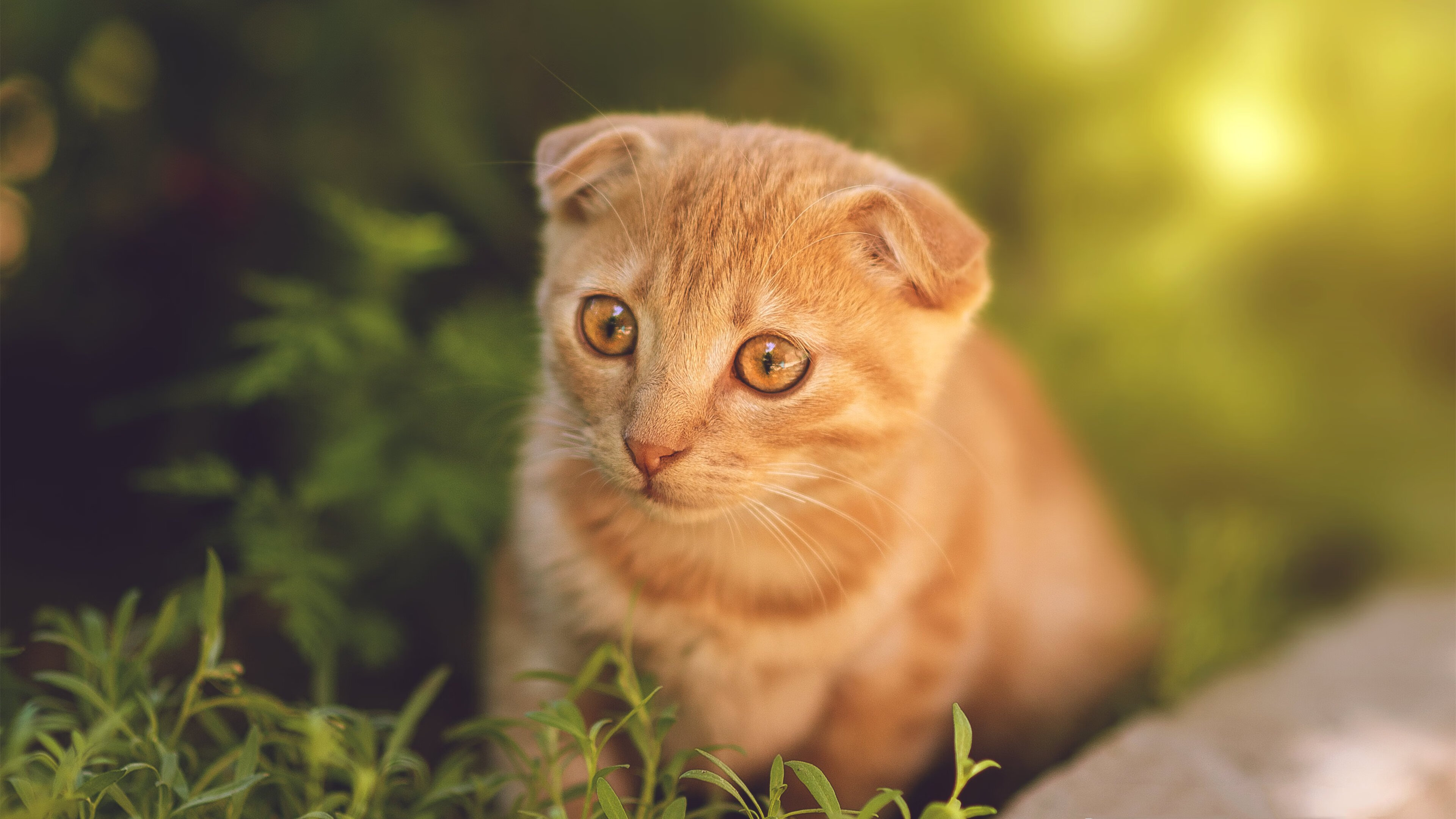 跨界绝杀，慈善友谊赛惊现曼联前锋乱入，拉什福德助马竞逆转南非