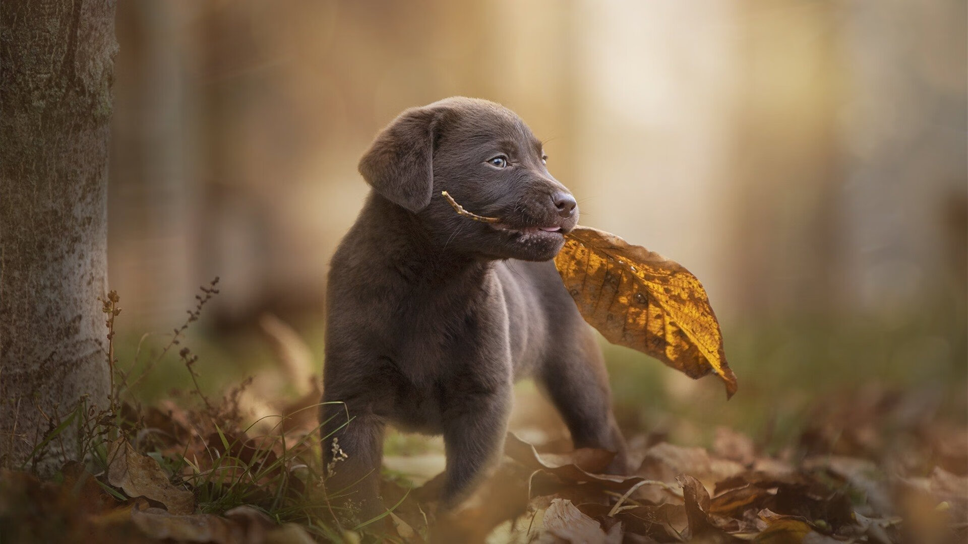 爱游戏大厅-两个平行时空的足球周末，当瑞士带走加纳，梅西在意甲接管比赛