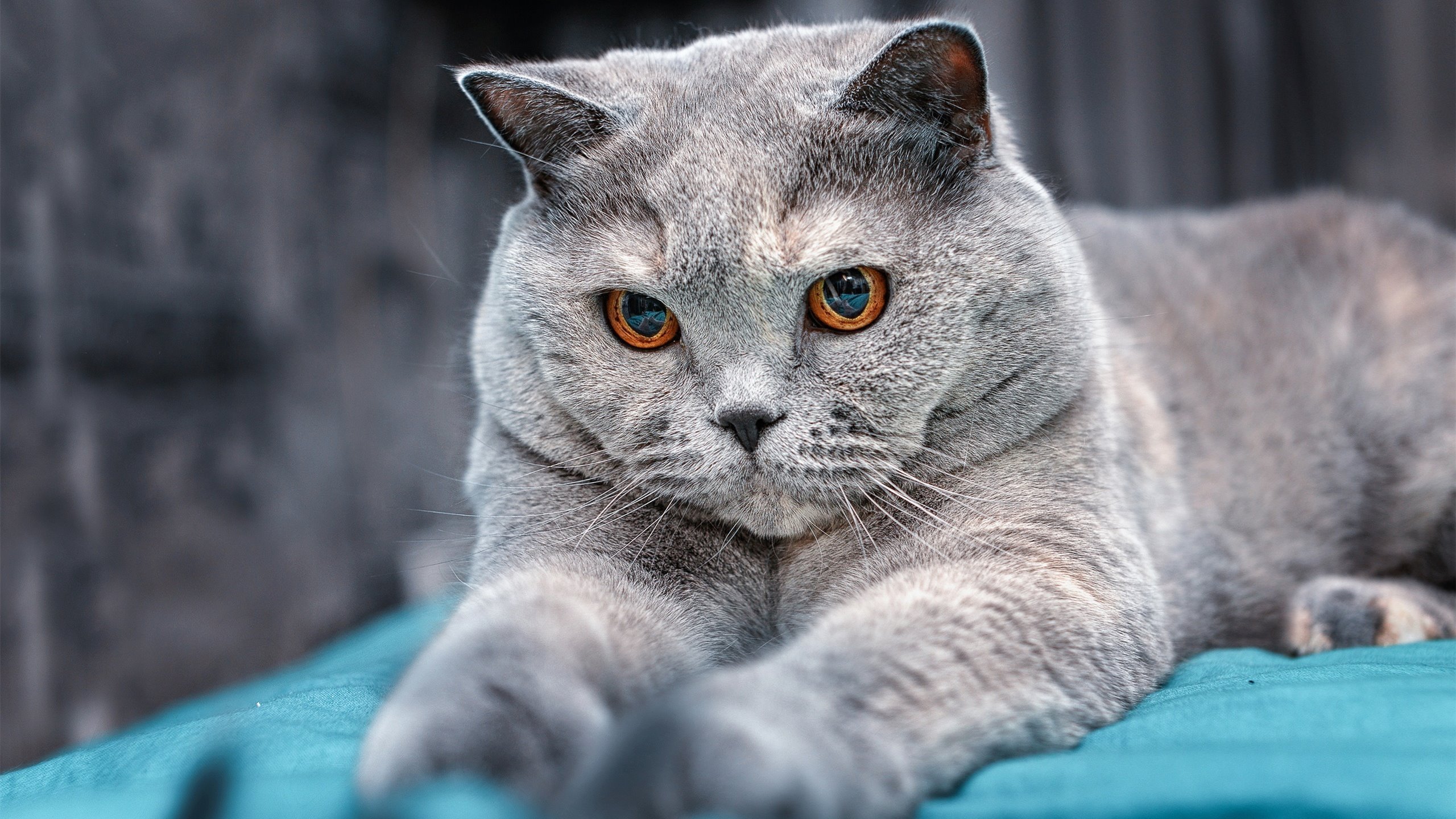 独舞与集体华尔兹，当斯通斯的爆发遇上委内瑞拉的连续得分