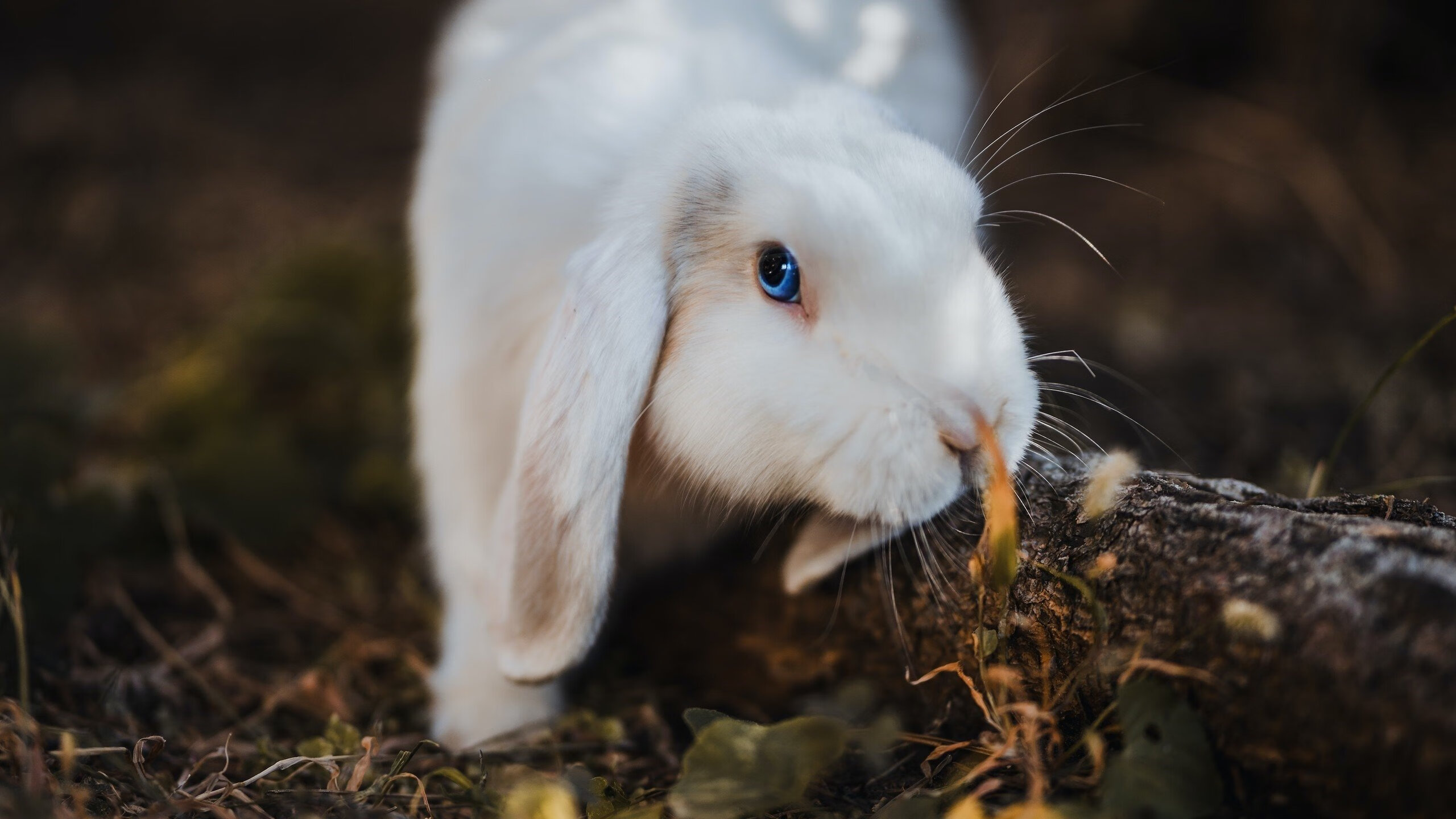武切维奇化身关键先生，76人强压湖人一球定江山