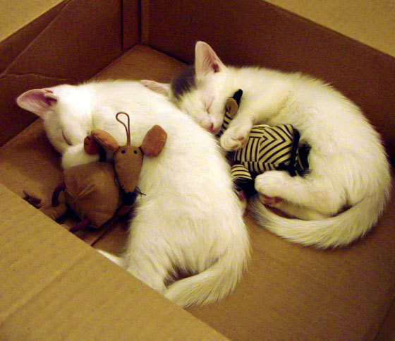 欧冠封神夜，米切尔打破质疑的终极破咒之战