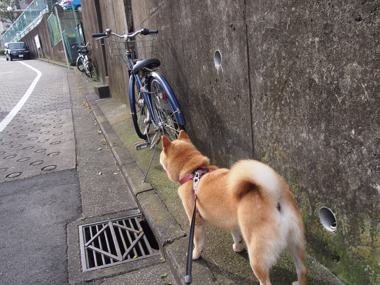 爱游戏APP-陨星重燃，锡安在年度焦点之夜的封神之路