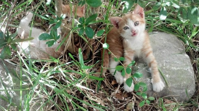 从NBA到世界杯，一场横扫如何诞生两个传奇