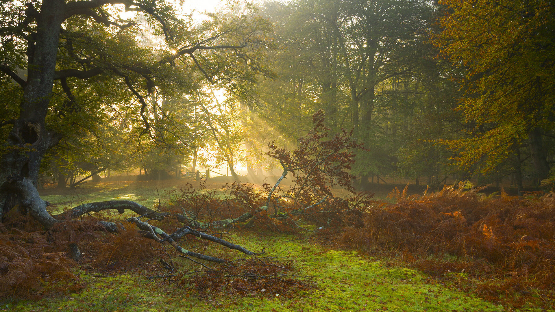 冰封北岸花园,森林狼团队防守锁死绿军,客场展现冠军相