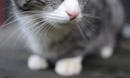 爱游戏-欧冠焦点战，多特蒙德枫叶式坚韧，于北境寒风中淬炼争冠之路